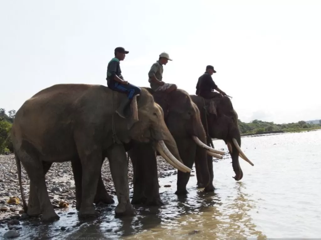 Gajah Sumatera di Bengkulu. (Foto/Antara)