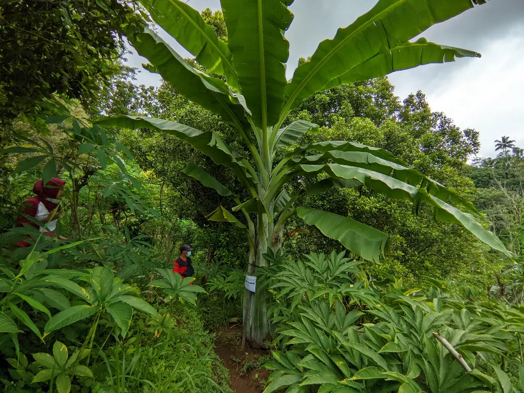 Pohon pisang unik tingginya 4 meter (Gayuh Satria/IDZ Creators)