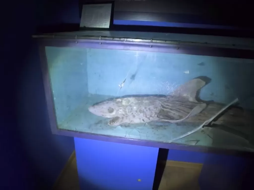Bangkai ikan hiu yang membusuk di dalam sebuah akuarium yang ditemukan di Spanyol (Dok. Juj' Urbex)