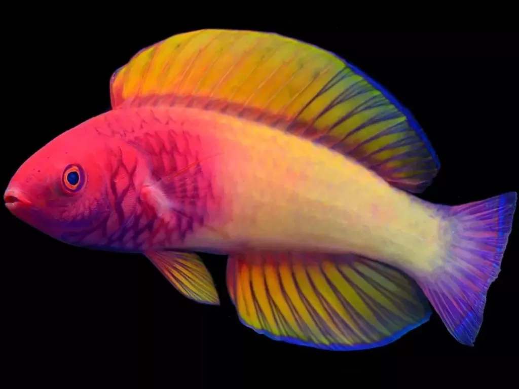 Ikan warna-warni spesies terbaru. (Photo/India Times/California Academy of Sciences)
