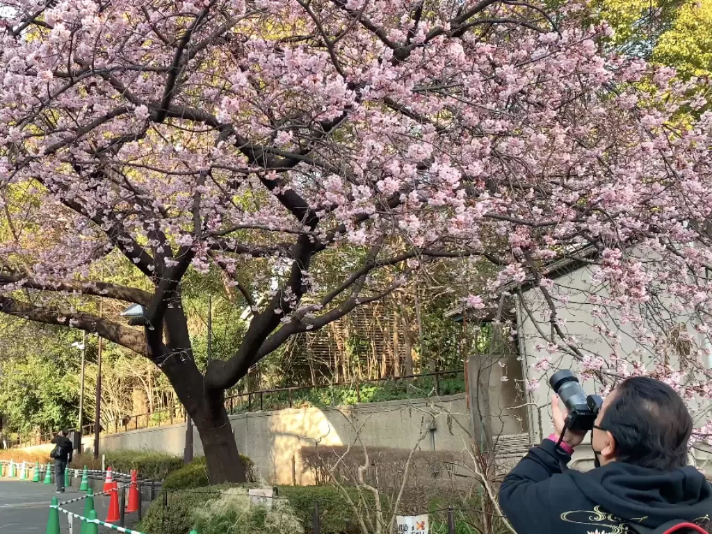 Persiapan festival sakura di Jepang (Hifni Afiyandri/IDZ Creators)