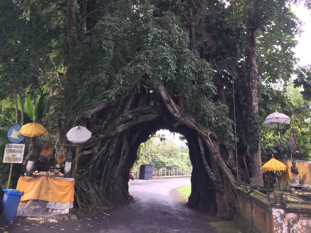 Pohon keramat yang pantang dilewati pasutri (Dada Sabra Sathilla/IDZ Creators)