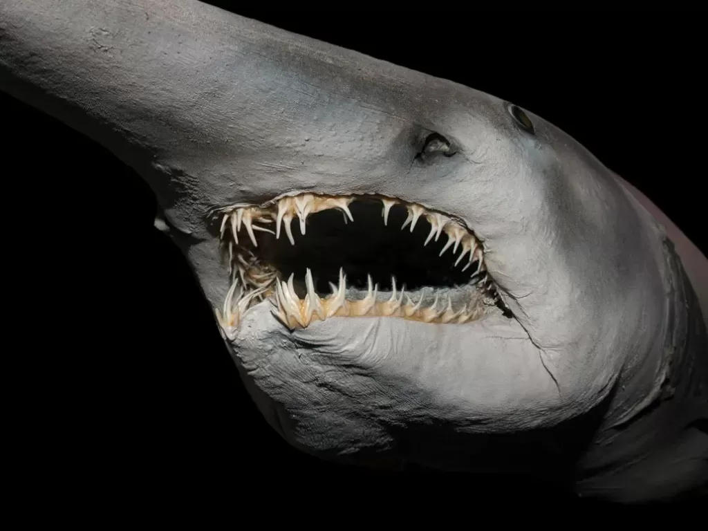 Goblik Shark atau Hiu Penjemur. (Photo/Encyclopedia Britannica)