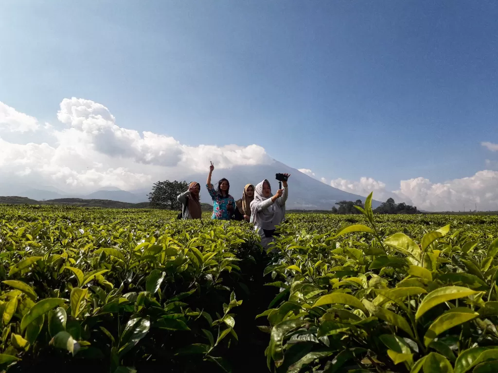 Kebun teh tertinggi kedua di dunia. (Riki Ariyanto/IDZ Creators)