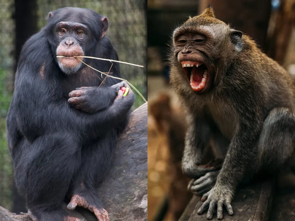 Perbedaan kera dan monyet. (Photo/Ilustrasi/Unsplash)