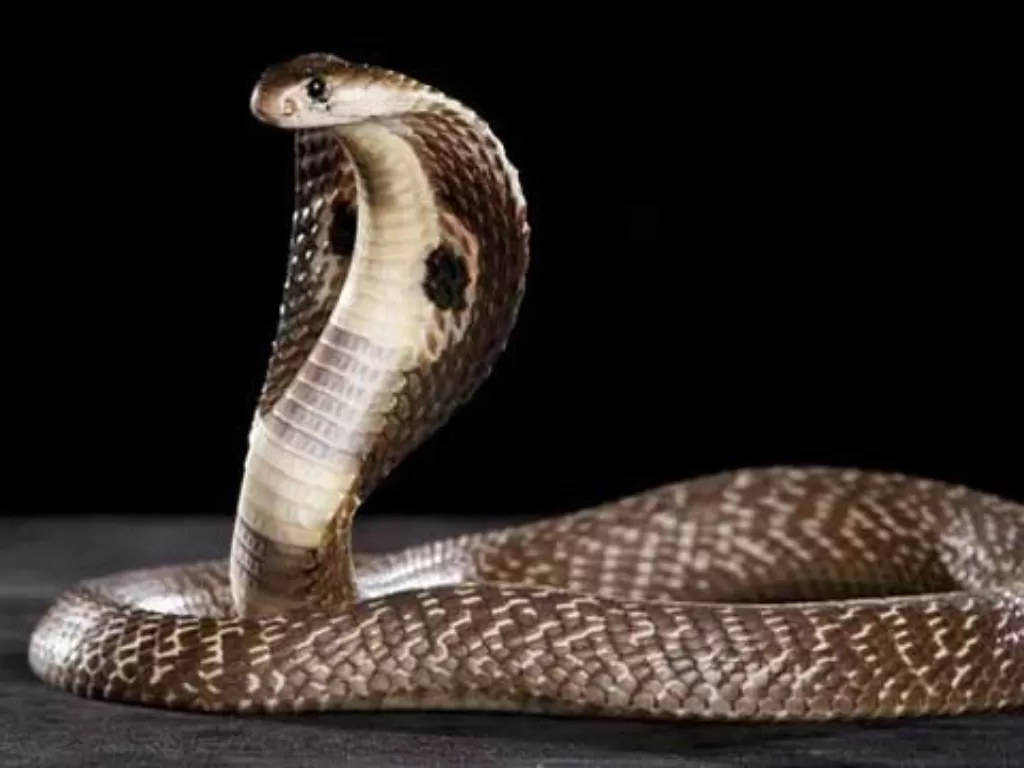 Ilustrasi ular kobra. (Unsplash)