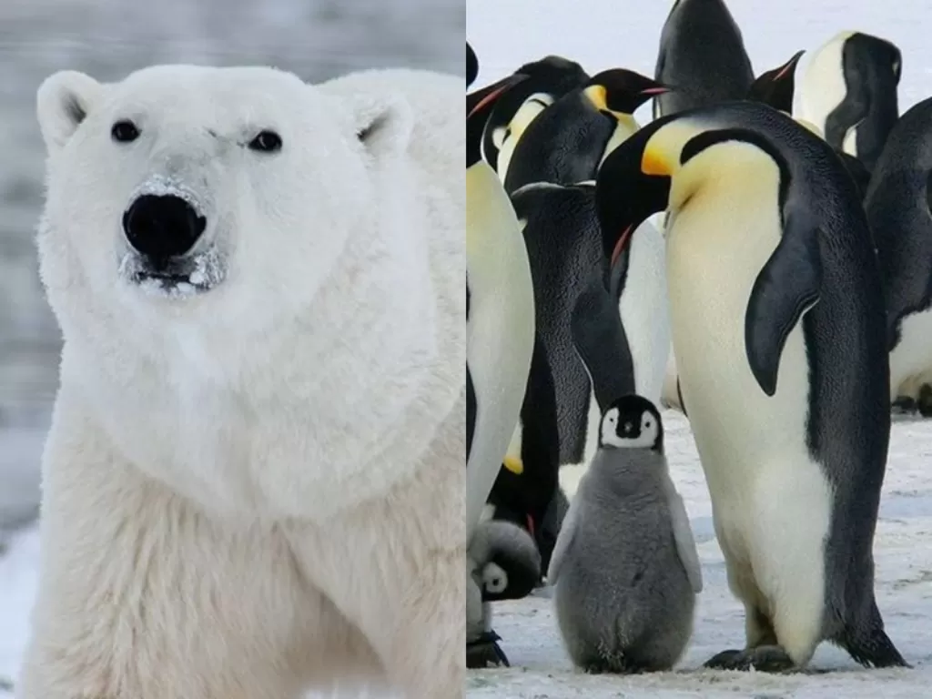 Kiri: Beruang kutub. (Pexels) Kanan: Penguin. (Freepik)