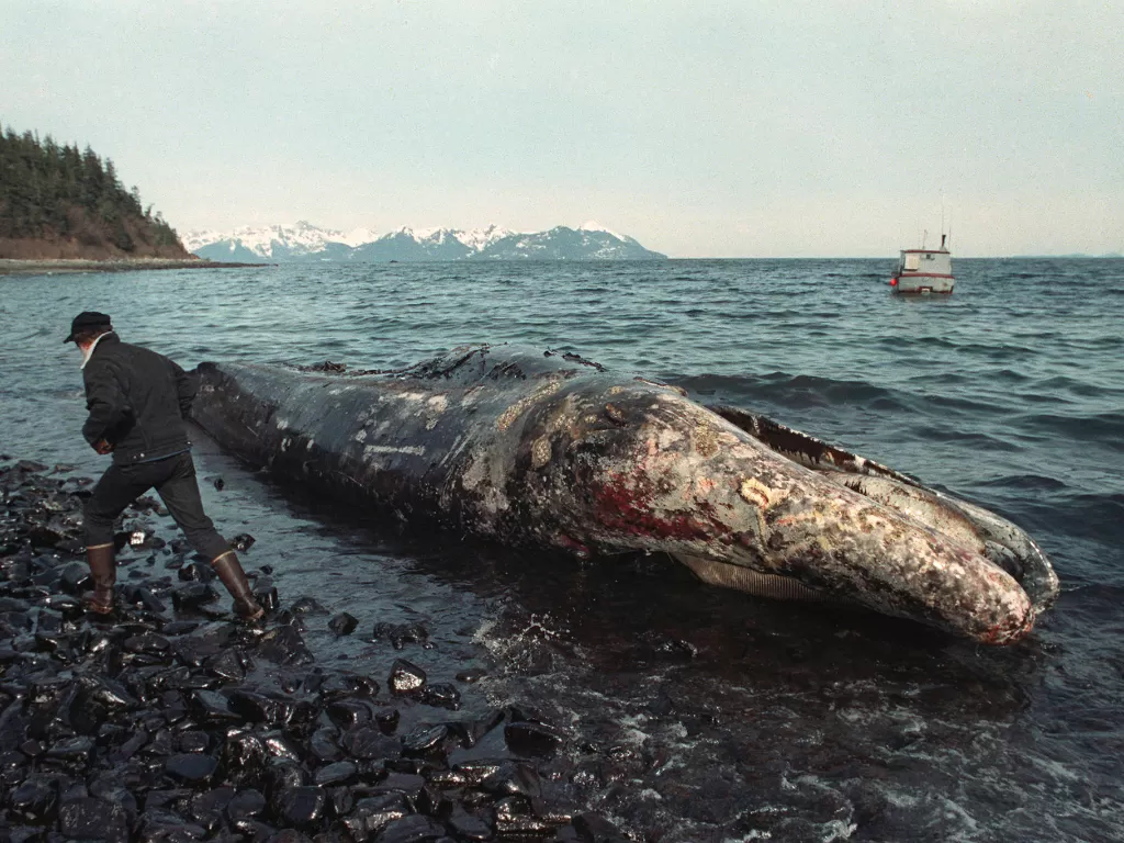 Tragedi tumpahan minyak Exxon Valdez. (Photo/History)