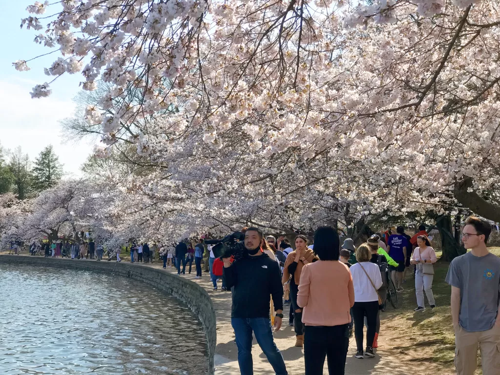 Ribuan orang melihat indahnya sakura di AS (Susi Fatimah/IDZ Creators)