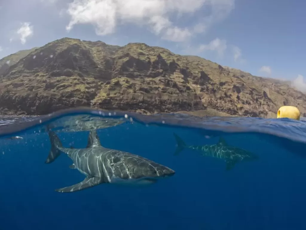 Komunitas sosial hiu putih di lepas pantai barat Meksiko (via Live Science)