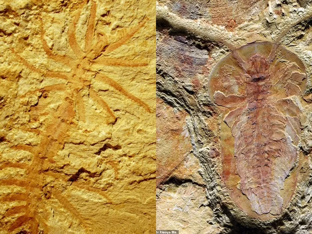 Temuan fosil yang diperkirakan berusia 500 juta tahun di Sungai Delta, China (Dr. Xiaoya Ma)