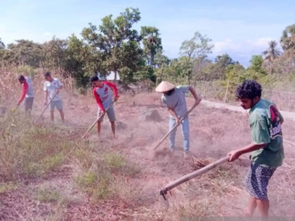 Sejumlah petani yang terhimpun dalam Kelompok Tani Bayolewun di Desa Tuwagetobi, Pulau Adonara, Kabupaten Flores Timur, NTT, saat sedang membersihkan lahan pertanian. (ANTARA/HO-Kamilus Tupen Jumat)