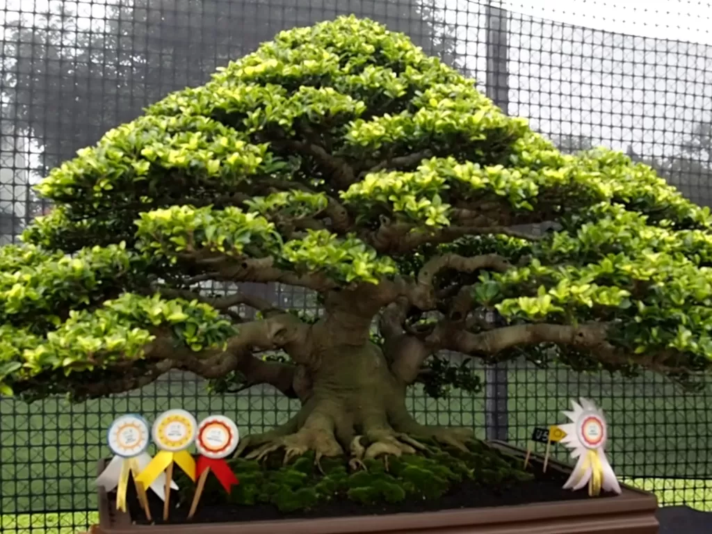Harga bonsai ratusan juta, percaya? (Puji Anugerah Leksono/IDZ Creators)