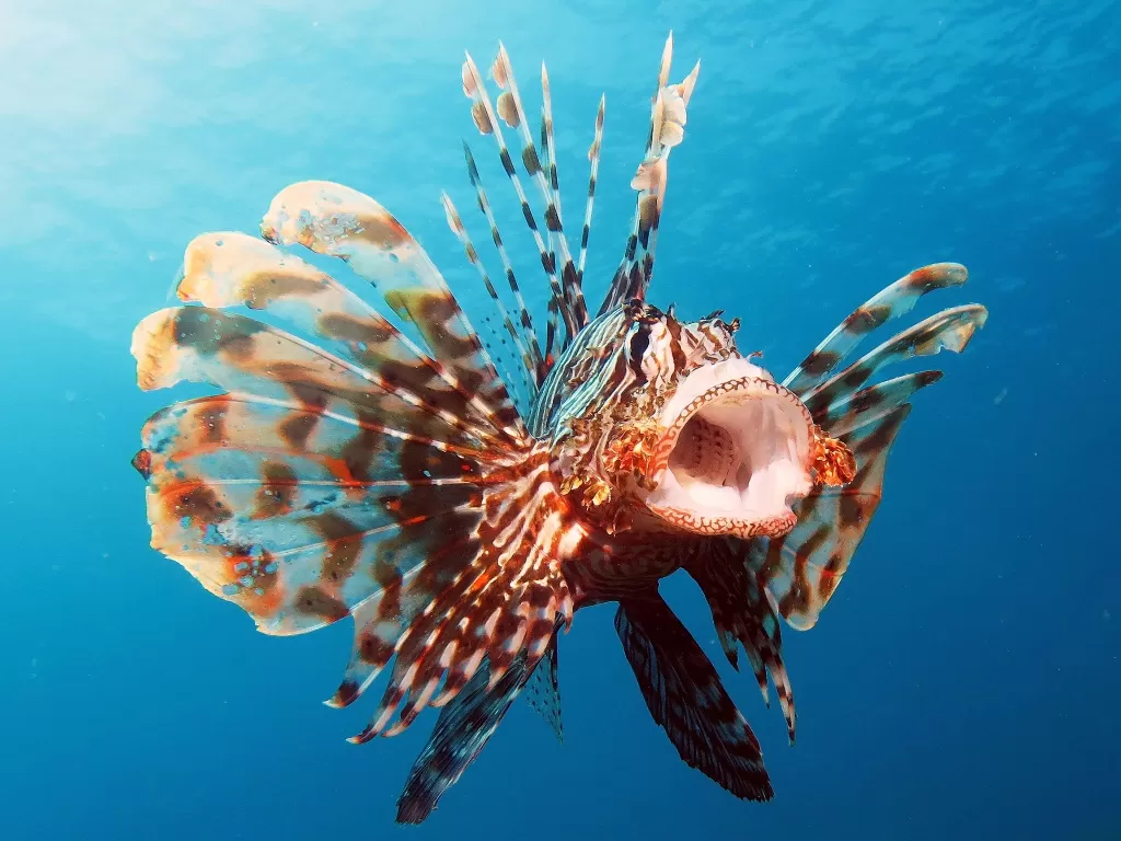 Red Lionfish. (Photo/National Geographic)