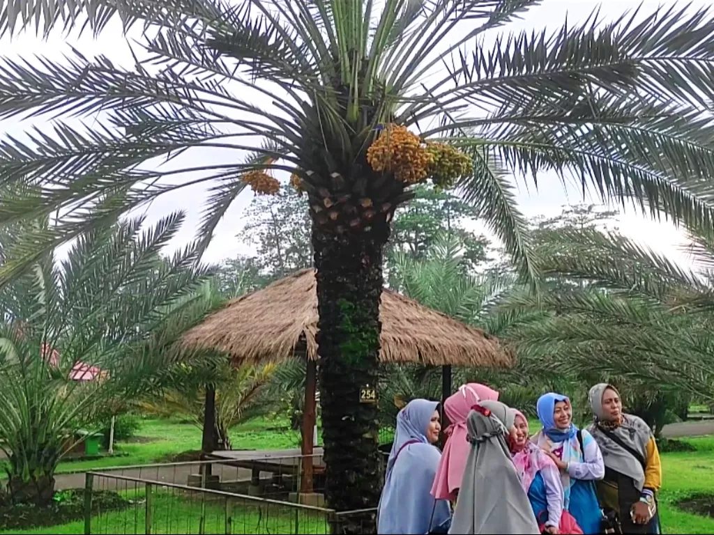 Kebun kurma di Pasuruan, Jawa Timur. (Hasan Syamsuri/IDZ Creators)
