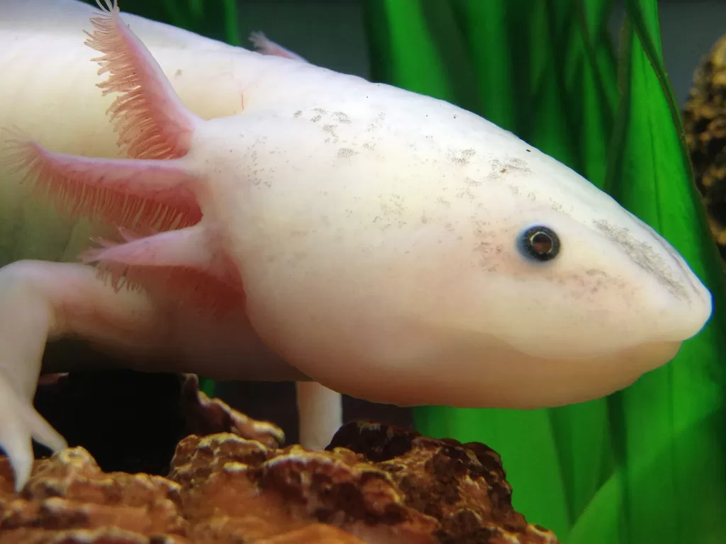 Axolotl Leucistic atau salamander. (Photo/Ilustrasi/Pexels)