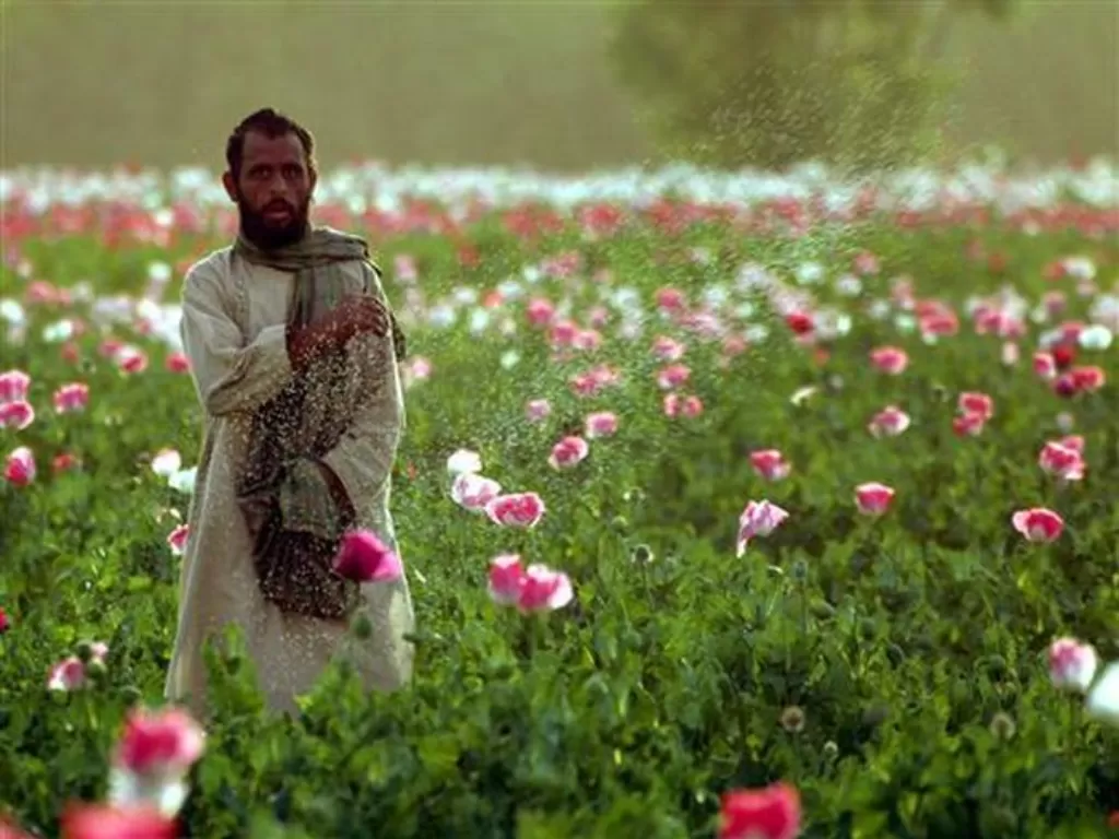 Petani opium Afghanistan. (REUTERS/Adrees Latif)