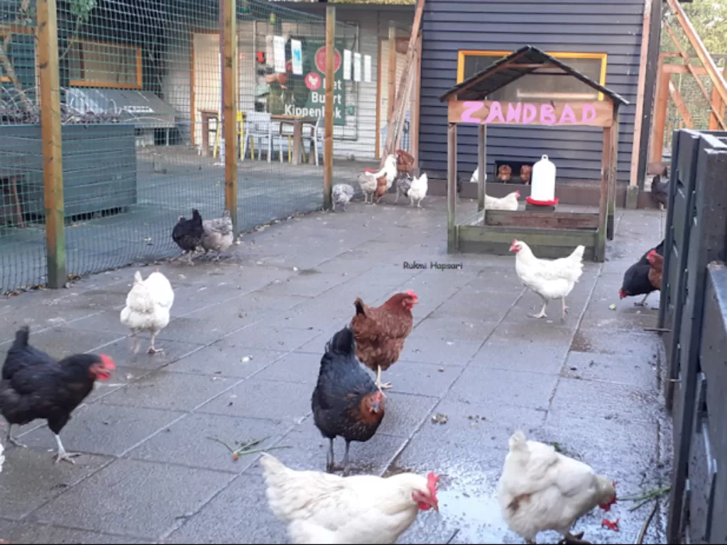 Kandang ayam dengan fungsi sosial di Belanda (Rukmi Hapsari/IDZ Creators)
