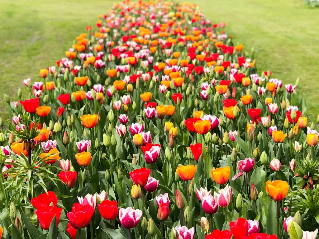 Bunga tulip bermekaran di Belgia. (Fabiola Lawalata/IDZ Creators)