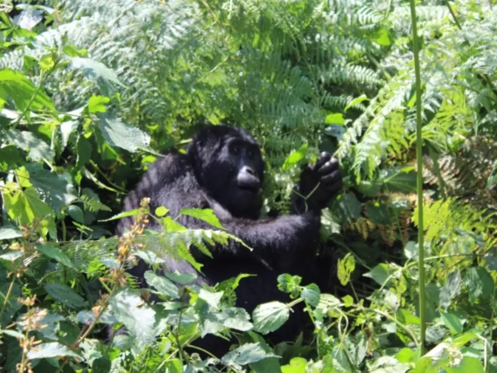 Gorila Gunung di Hutan Taman Nasional Bwindi, Uganda Foto Jack Dutton/Al Jazeera)