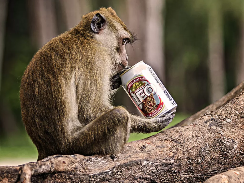 Ilustrasi Monyet mabuk. (VinePair)