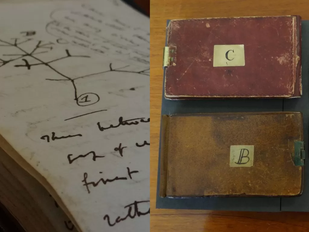 Buku catatan 'pohon kehidupan' Charles Darwin ditemukan setelah 20 tahun dicuri secara misterius (Cambridge University Library/Stuart Roberts)