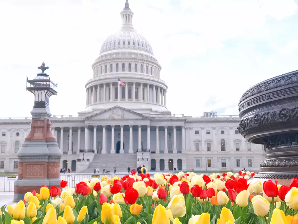 Bunga tulip bermekaran di Washington DC, Amerika Serikat. (Susi Fatimah/IDZ Creators)