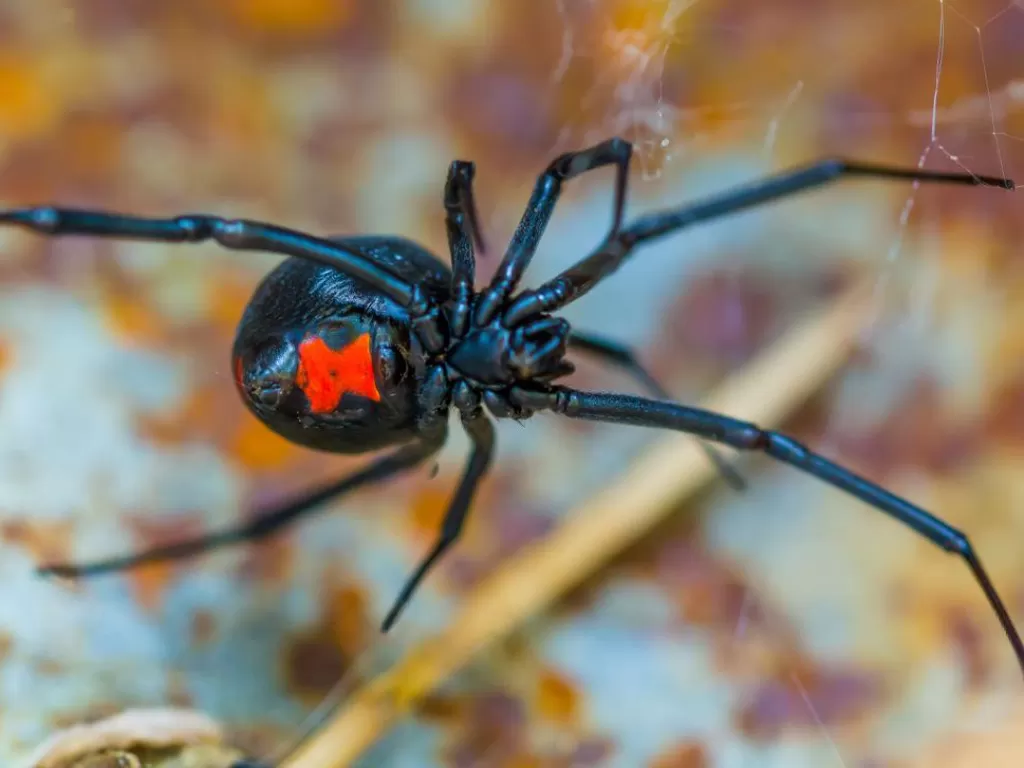 Black Widow Spider. (Photo/Unsplash)