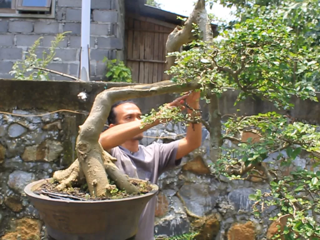 Pemuda Bromo bikin bonsai jadi eksis di medsos (Ahmad Sugeng Laksono/IDZ Creators)