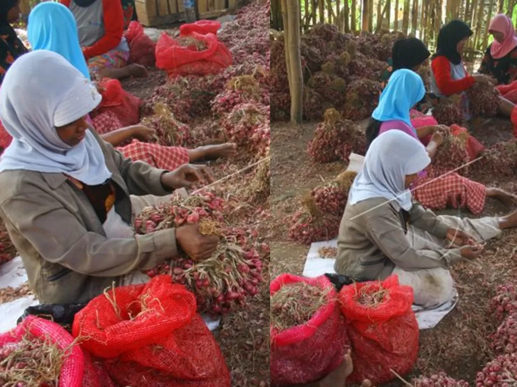  Ilustrasi: Pekerja mengupas bawang merah di Malang, Jawa Timur. Mereka mendapatkan upah rata-rata Rp30.000 per hari. (ANTARA/Ari Bowo Sucipto)