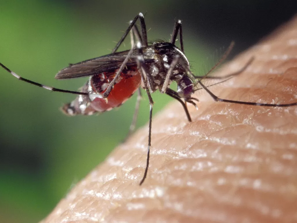 Virus Zika dibawa oleh nyamuk. (Pixabay/FotoshopTofs)