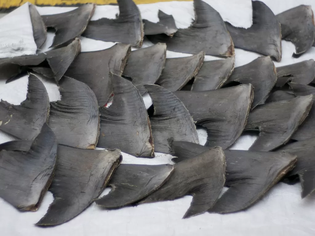 Shark Finning (Sirip Hiu). (Photo/Wikipedia)