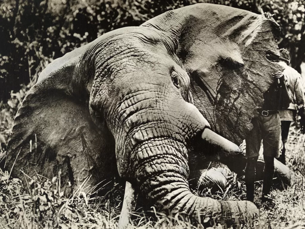 Kilas balik Pembantaian Gajah Zakouma di Afrika. (Photo/National Geographic)