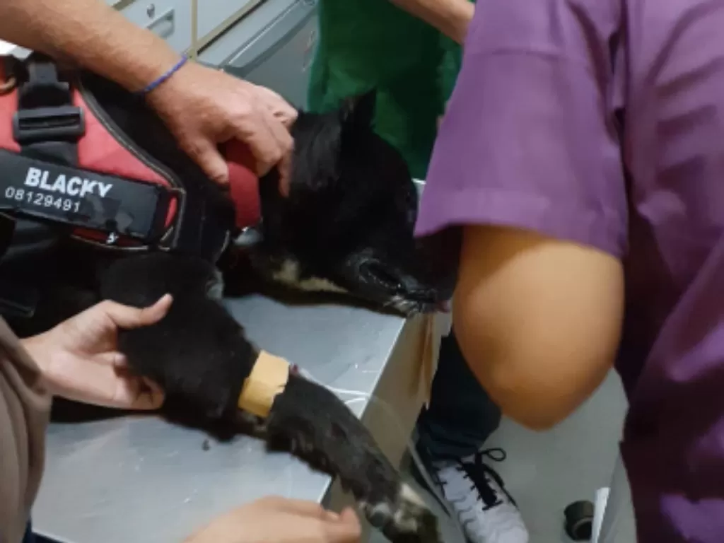 Anjing sekarat sedang dirawat dokter hewan (Dada Sabra Sathilla/IDZ Creators)