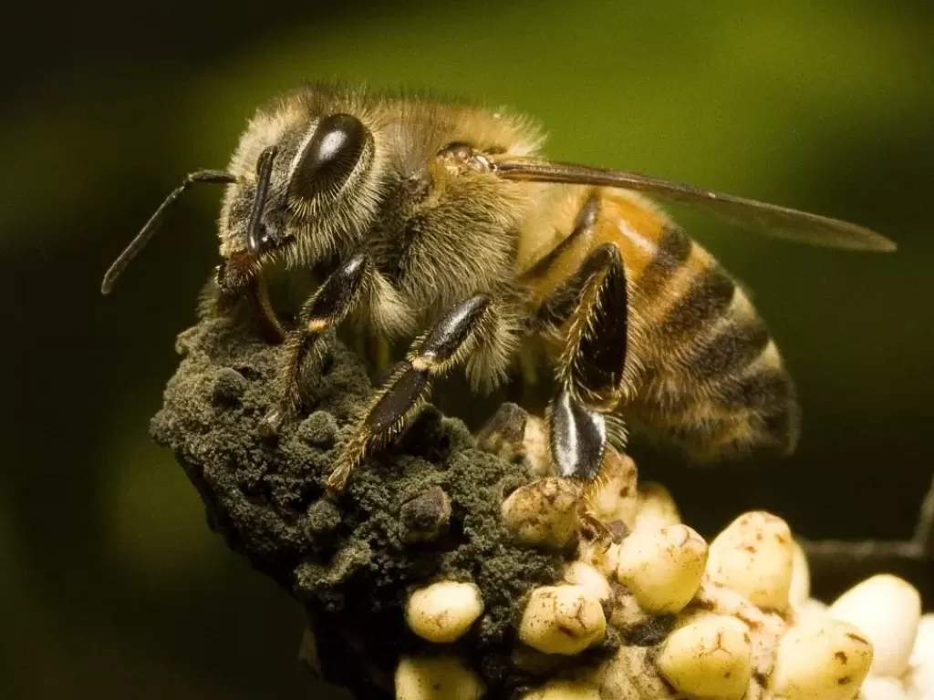 Africanized Bee, Spesies yang Dikenal Sebagai Lebah Pembunuh yang  Mengilhami Film Horor - Indozone Fadami