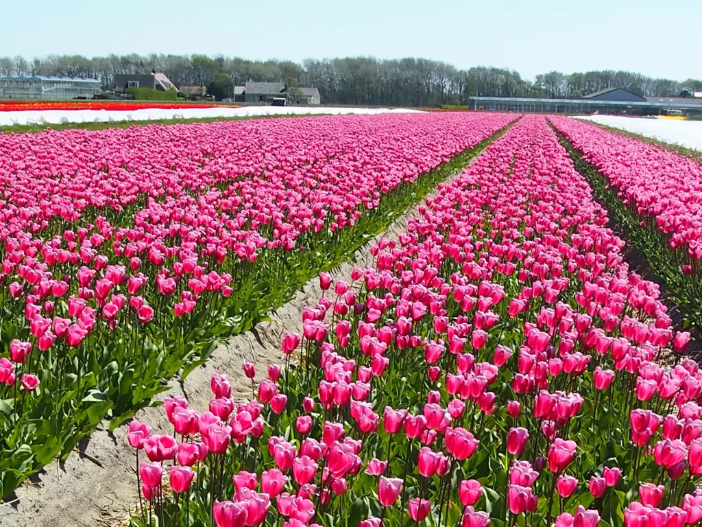 Hamparan bunga tulip bermekaran di Belanda. (Fabiola Lawalata/IDZ Creators)