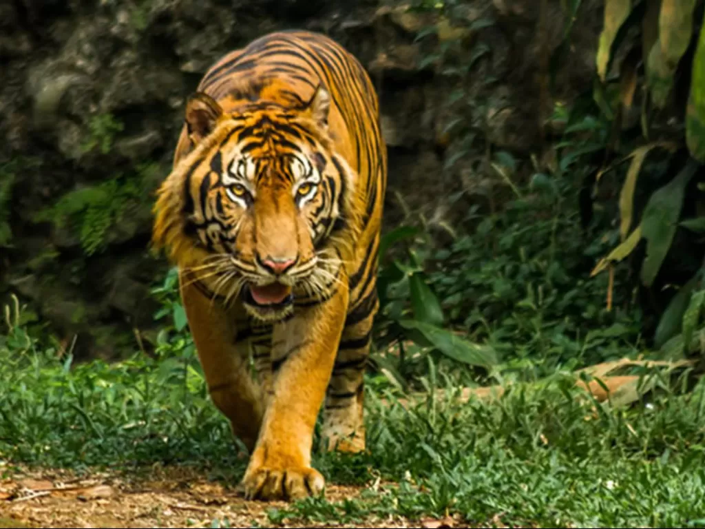 Harimau sumatera ( Panthera tigris sumatrae ) di Taman Margasatwa Ragunan. (ragunanzoo.jakarta.go.id)