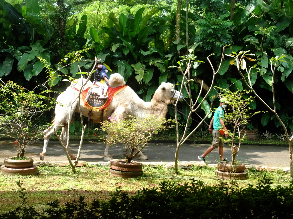 Pengunjung menunggang seekor unta berpunuk dua (Camelus bactrianus) saat berwisata di Royal Safari Garden Hotel, Cisarua, Kabupaten Bogor, Jawa Barat, Sabtu (16/4/2022). (ANTARA/Arif Firmasnyah)