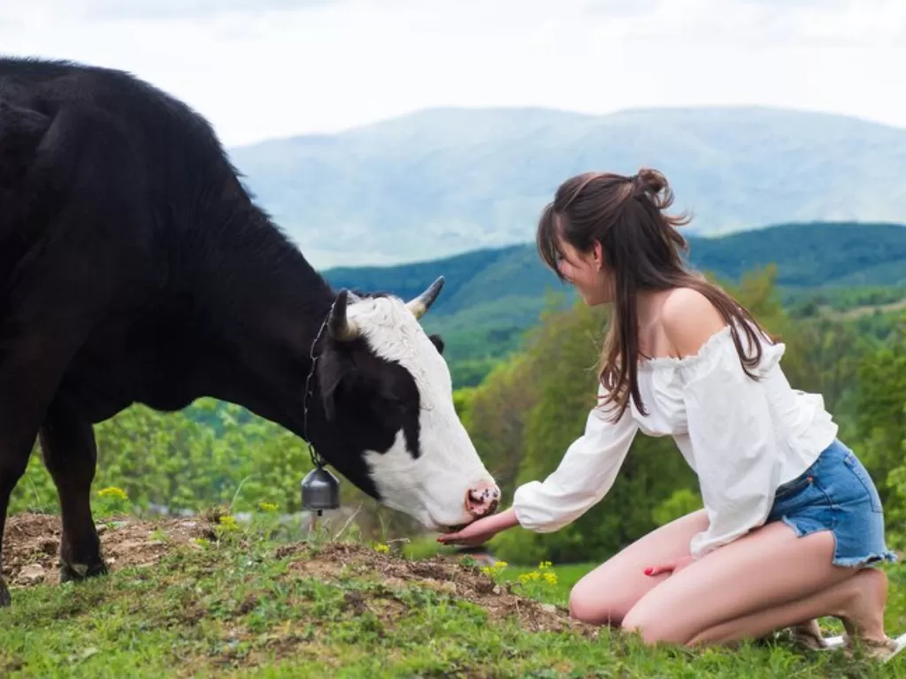 Ilustrasi seorang wanita memberi makan sapi. (Freepik)