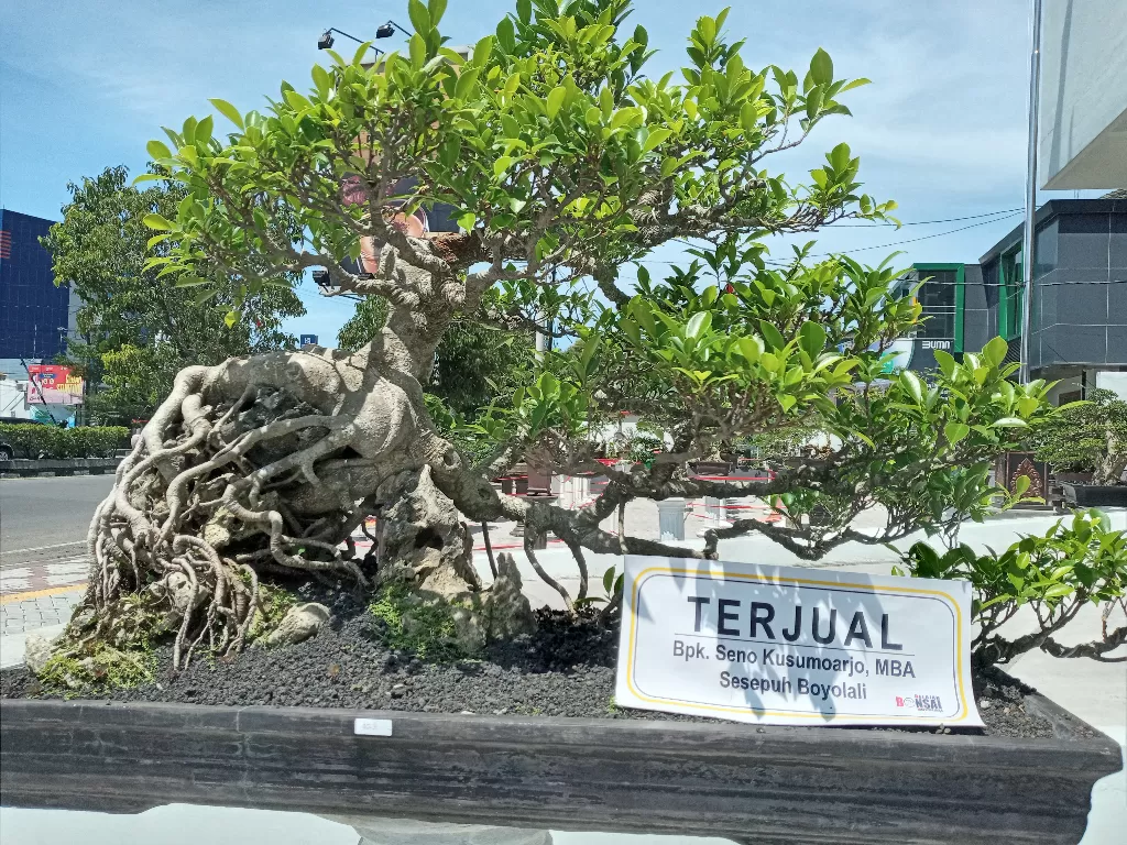 Wujud bonsai seharga Rp100 juta. (Eksani/IDZ Creators)