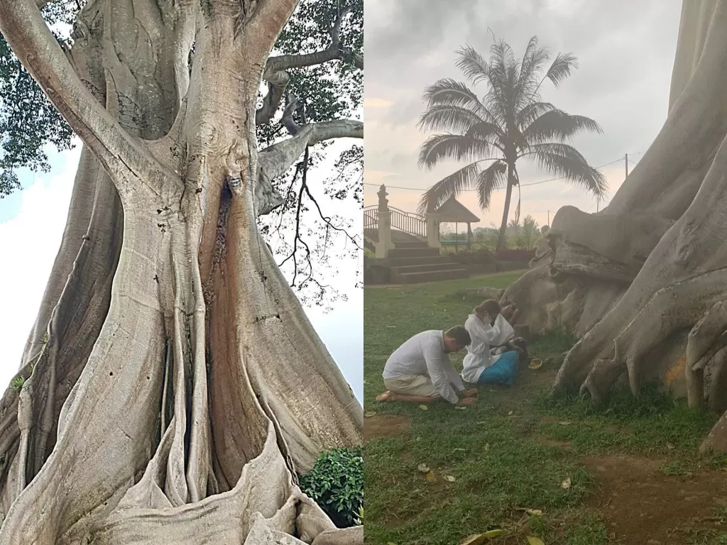 Pohon kramat di Desa Adat Bayan, Desa Tua, Bali (Instagram/jalan.ketjeh/alina_yogi)