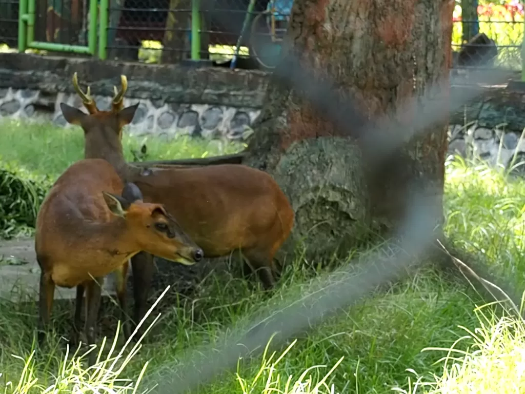 Kebun binatang TWSL, Probolinggo, Jawa Timur. (Puji Anugerah Leksono/IDZ Creators)