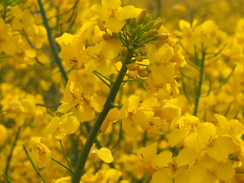 Bunga  rapeseed atau bunga canola kaya manfaat. (Fabiola Lawalata/IDZ Creators)