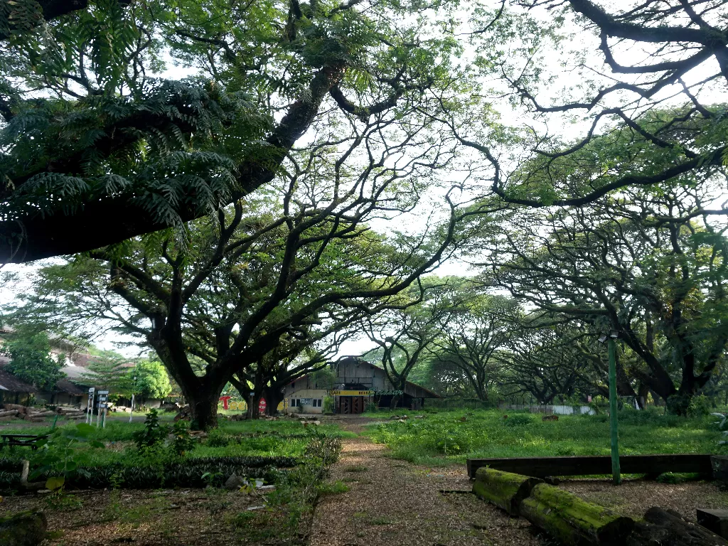 Taman Trembesi, Madiun, Jawa Timur. (Sunaryo Haryo Bayu/IDZ Creators)