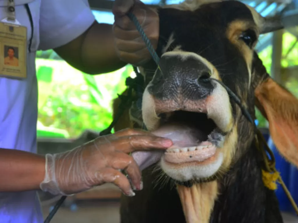 Dokter hewan memeriksa kesehatan hewan sapi di tempat peternakan, Desa Besito, Gebog, Kudus, Jawa Tengah (Ilustrasi/ANTARA FOTO/Yusuf Nugroho)