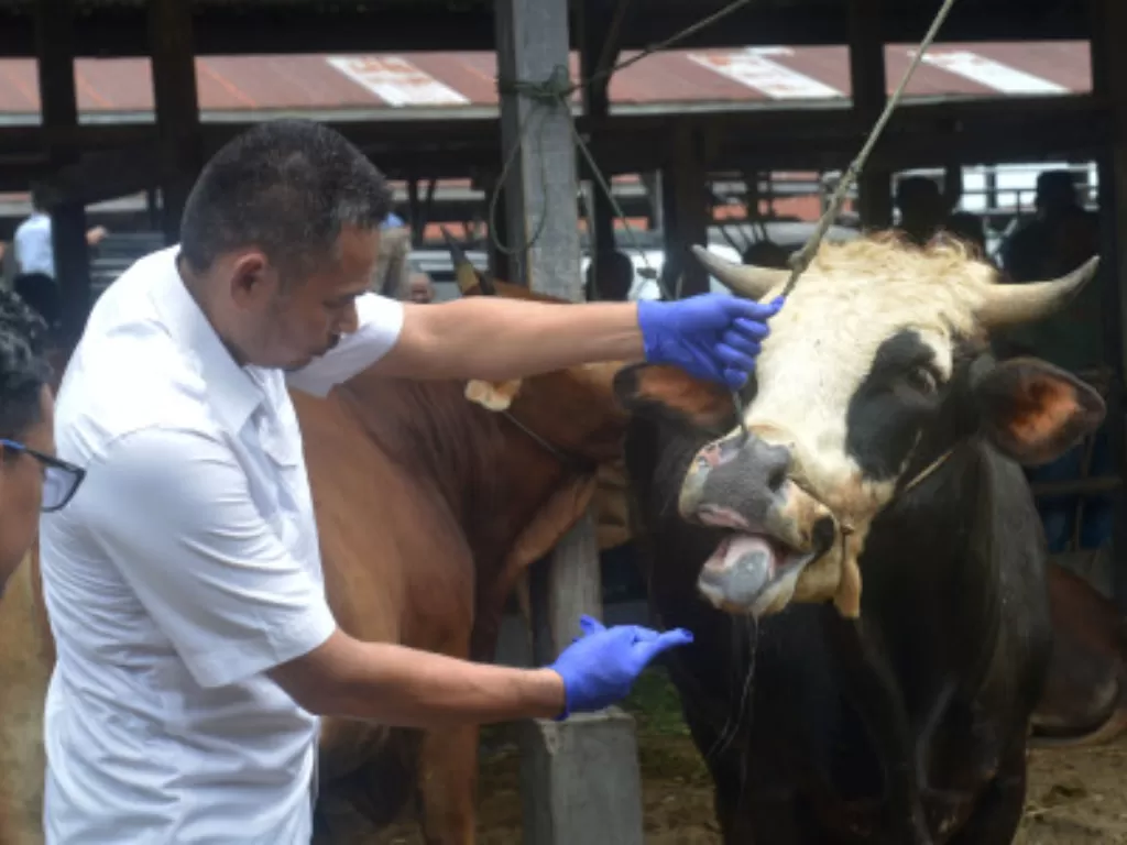 Tim kesehatan hewan memeriksa mulut ternak sapi sebelum dilakukan vaksinasi di pasar hewan Desa Sibreh, Kecamatan Sibreh, Kabupaten Aceh Besar, Aceh (Ilustrasi/ ANTARA FOTO/Ampelsa)