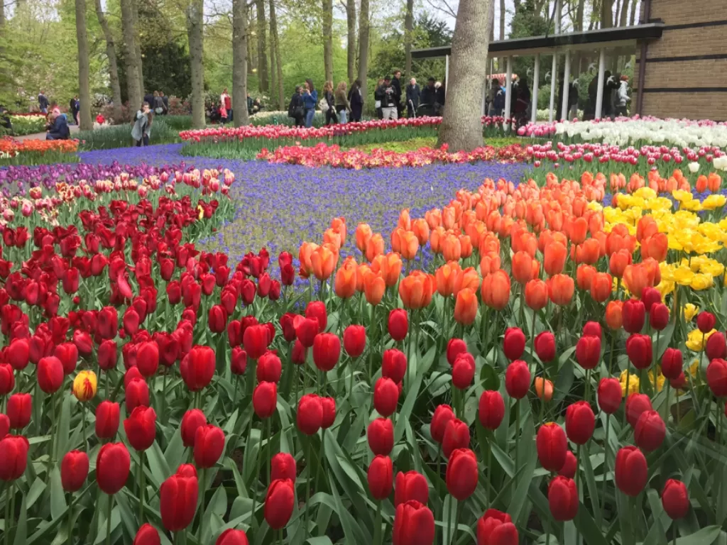Taman Keukenhof Belanda, taman terbesar di Eropa isinya berbagai macam bunga Tulip. (Nida Asma Amaniy/IDZ Creators) 