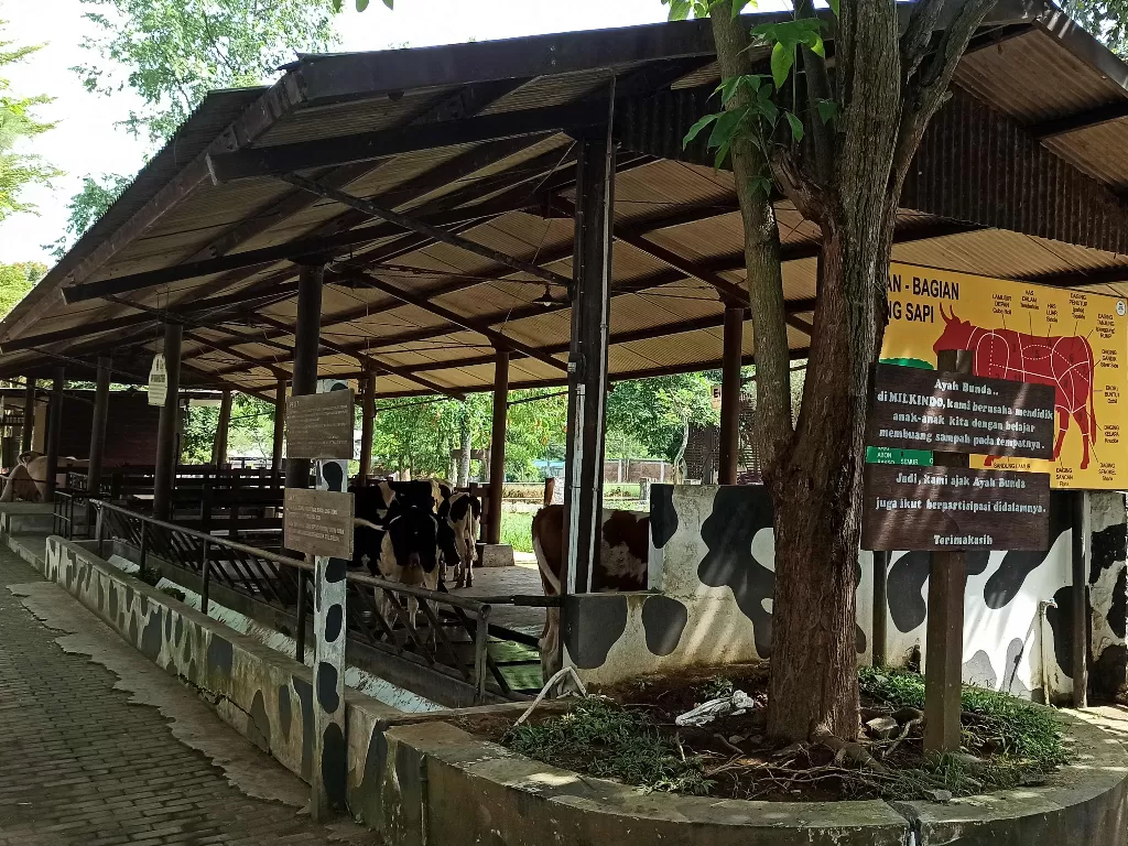 Peternakan sapi di Kabupaten Malang (Rani Rachmania/IDZ Creators)