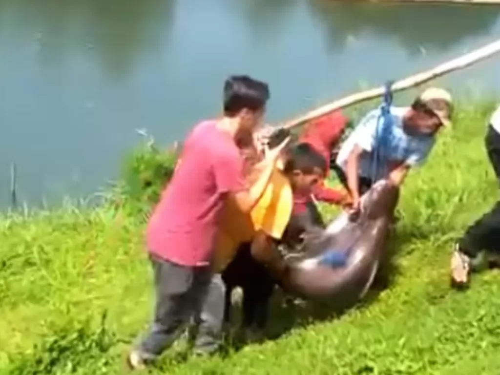 Ikan patin raksasa ditangkap di Danau Lido, Bogor. (Foto/Instagram/Infojawabarat)