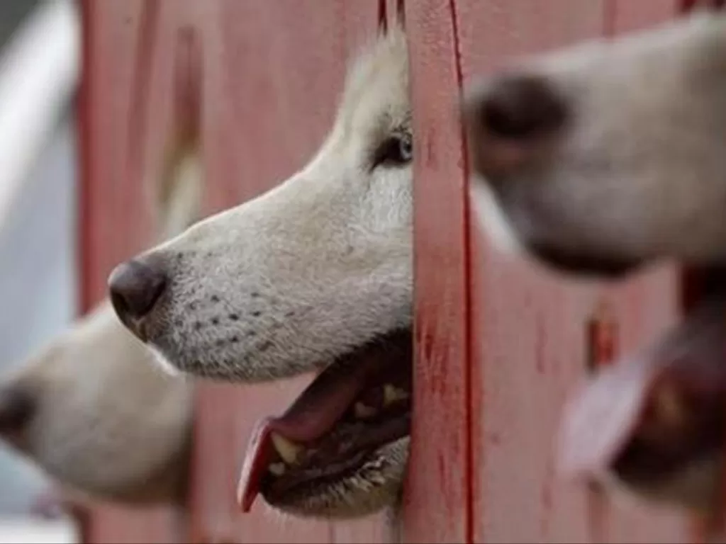 Ilustrasi Anjing yang menjulurkan lidahnya. (ANTARA/Reuters)